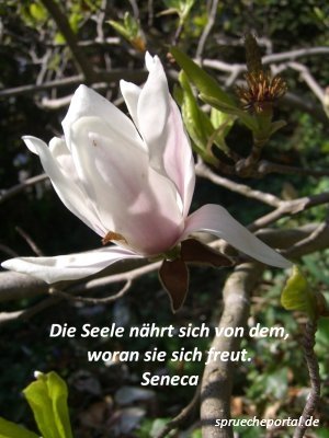 Foto Magnolienblüte mit Seneca Zitat über die Seele